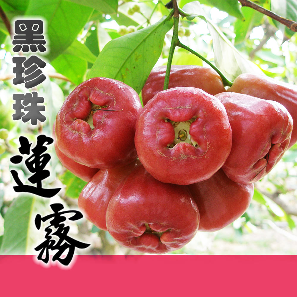 【家購網嚴選】屏東林邊黑珍珠蓮霧-中果 3斤禮盒X2盒(約21-24顆/盒)