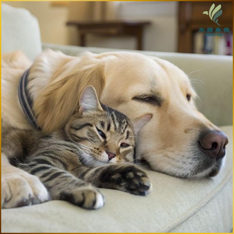 【永諾承信】毛孩心情與健康檢測服務券(M0)