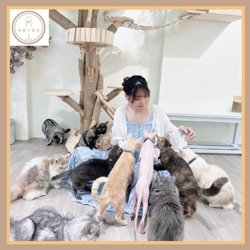 台南【財閥家的公子貓】擼貓咖啡廳A套餐體驗券(MO)